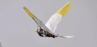 5-inch radar-proof bird built by IIT Kanpur to boost surveillance, can patrol for hours