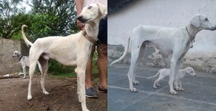 India’s Mudhol Hounds now a part of PM’s security