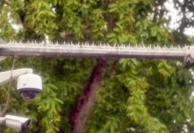 Police vs pigeons: Delhi’s battle for clear cameras takes a spiky turn