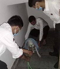 Securitas India sacks 4 guards for beating stray dog to death