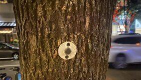 Security firms are turning NYC’s street trees into surveillance posts for guards