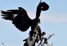 Telangana Police set to deploy ‘Flying Squad’ to clip wings of dodgy drones