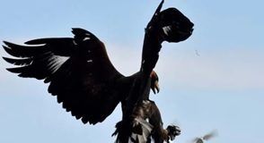 Telangana Police set to deploy ‘Flying Squad’ to clip wings of dodgy drones